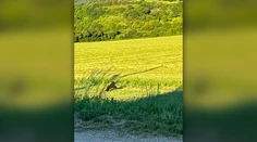 Pátranie po malom medvieďati. V obci pri Púchove sa mláďa objavilo na začiatku obytnej zóny