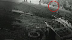 Medvede na Liptove kántria ovce