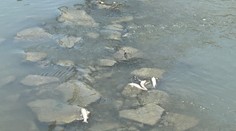 VIDEO: Mŕtve ryby v Toryse vydesili miestnych. Rybári prišli s nečakaným vysvetlením