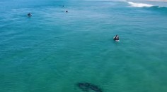 Dron nakrútil žraloka modrého iba pár metrov od surfistov pri populárnej pláži