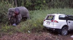 Slony rozmetali autá na šrot. Zabili šiestich ľudí