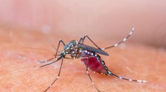 Rebríček najkrvilačnejšieho hmyzu u nás: Ktoré druhy nám vycicajú najviac krvi?