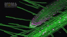 Pozrite si najlepšie videá z mikroskopického sveta. Prvé miesto získala aj Slovenka