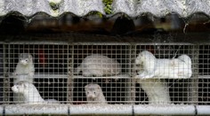 Ďalšia norková farma v ohrození. Prvé nakazené zvieratá hlásia v Litve