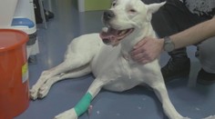 Darovanie krvi zachraňuje životy aj domácim miláčikom. Psí darcovia sú vzácnosť