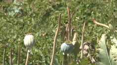 Zlodej ukradol zo záhrady iba zrejúce makovice. Zrejme pre ópium