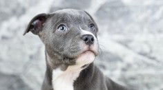 Muž pohrýzol do krku vlastného psa. Policajti zostali v šoku