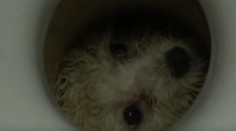 Dojímavá záchrana malého chlpáča. Uviazol v miniatúrnej diere záchodovej misy