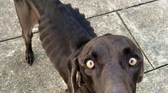 Strašný pohľad. Na kosť vychudnutý pes nikomu nechýbal