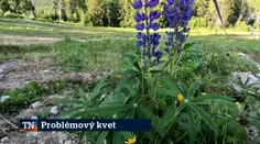 Problémový kvet