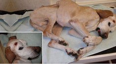 Ľudská krutosť bez hraníc: Takto dve ženy zohavili psa na smrť!