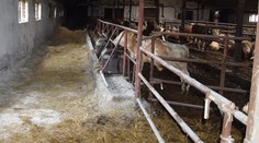 Bizarná krádež: Na východe niekto ukradol z družstva 350-kilového býka