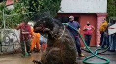 VIDEO: Pracovníci počas čistenia kanalizácií našli gigantického potkana. Ľuďom naháňal hrôzu