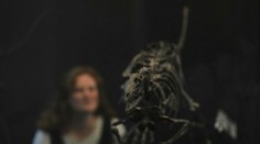 FOTO: Vedci objavili nový druh malého dinosaura, bol veľký ako labrador. Pomôže prepísať dejiny pravekého sveta