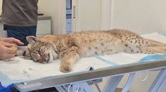 V bojnickej zoo prijali mláďatá rysa, ktoré prišli o matku. Ich správanie zaskočilo aj skúsených ošetrovateľov