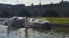 V centre mesta ležala veľryba. Ľudia ju polievali vodou