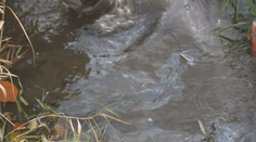 Okolie Zvolena trápia odporný zápach a ropné škvrny na povrchu riek. Riešenie je v nedohľadne