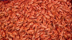 Látka z kreviet nadchla Ukrajincov. Podľa nich už dokázala zachrániť tisíce životov