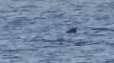 VIDEO: Zdesenie na chorvátskom vyhľadávanom ostrove. Objavil sa tam obrovský žralok