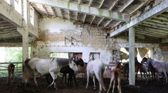 Nemali pravidelný prístup ku krmivu ani vode. Senior pri Leviciach choval 20 koní v katastrofálnych podmienkach