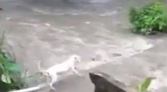 VIDEO: Hrdinský čin predavača zeleniny. Bez váhania skočil ratovať topiaceho sa psa