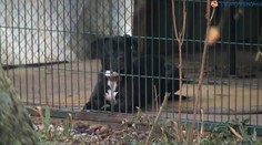 Tento pes zabil 95-ročnú babičku. Čo s ním urobia majitelia?