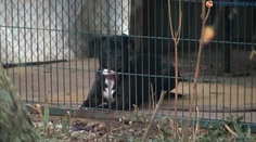 Tento pes zabil 95-ročnú babičku. Čo s ním urobia majitelia?