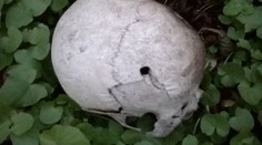 Otrasný nález pri Kremnici. Žena našla iba pár metrov od cesty ľudskú lebku