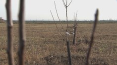 Nitra vo veľkom vysádzala ovocné stromy. Radnica však na ne akosi zabudla a väčšina uhynula