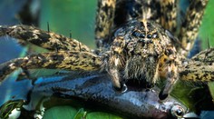 Nový objav vedcov trocha desí. Týka sa pavúkov