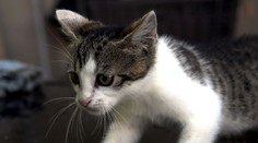 Mačka sa dva mesiace živila mŕtvym majiteľom