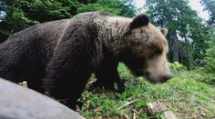 Pozor na medvede pri Banskej Bystrici: Teraz sú nebezpečnejšie než inokedy