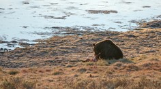 VIDEO: Turisti nakrútili veľkú raritu. Medveď grizly sa pridal k loviacim vlkom a ukradol im korisť