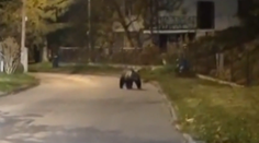 Medveď spôsobil paniku na žilinskom sídlisku, prechádzal sa popri domoch