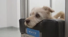 Zvieratá majú i vnímajú emócie. Máme dôkaz!