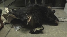 Aj toto objednávajú Slováci cez internet. Zoznam najkurióznejších kúskov z colnice