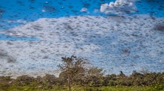 Katastrofálna invázia: Saranče zlikvidovali plodiny v Etiópii na 200-tisíc hektároch