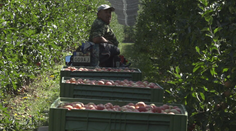Nepredané jablká zo zúfalstva rozdali zadarmo. Špekulanti si ich zobrali a predávali na trhoch