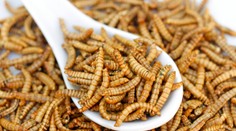 Ekologickejšie a výživnejšie. Českí vedci sa zamerali na využitie hmyzu v potravinách