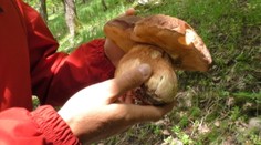 A vraj nerastú. Evanjelický farár našiel v lese raritu