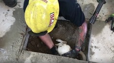 Dramatická záchrana: Pes uviazol pod betónovou terasou, nevedel nájsť cestu von