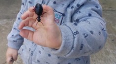 Malý Oliver našiel zaujímavého chrobáka, ale skončil na intenzívke