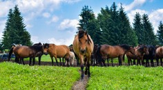 Hrozilo mu vyhynutie, zachraňujeme ho aj u nás: Tento kôň zvláda extrémne podmienky