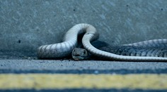 Zapáčili sa mu loptičky. Duel na tenisovom turnaji v Brisbane narušil druhý najjedovatejší had Austrálie