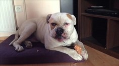 Domáceho miláčika dali do psieho hotela v Trnave. Naspäť dostali už iba obojok