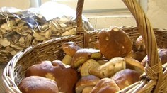 V Muránskej Dlhej Lúke "porušili" hubárske pravidlá