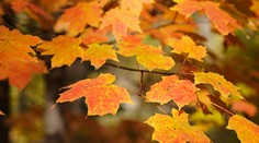 Noc bola mimoriadne teplá. Na mnohých miestach Slovenska namerali rekordy