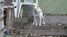 Psy nesmiete držať celý deň na reťazi, stojí v zákone. Takýto prípad riešili na juhu Slovenska