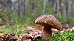 Letná hubárska sezóna: Mykologička prezradila, na čo si musíte dať pozor a čo treba dodržiavať