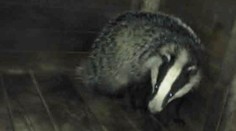 Rodina v Devínskej mala netradičnú návštevu. Privolali na ňu políciu